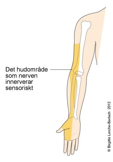 Nervus Radialis Medibas Kunskapsst D F R H Lso Och Sjukv Rdspersonal